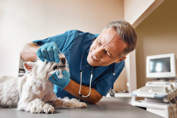 Best Urgent Dental Care in Mayo, FL